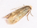 Stigmella lapponica